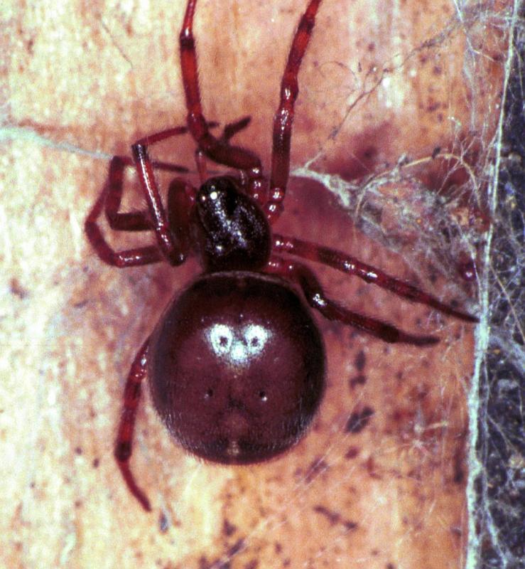 Steatoda_bipunctata_F1931_Z_81_Les Gris_Frankrijk.jpg